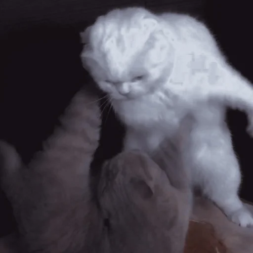 Стикер ˚₊‧ᝰᴄᴀᴛsᝰ‧₊˚ - 1