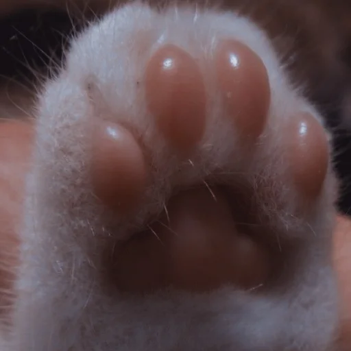 Стикер ˚₊‧ᝰᴄᴀᴛsᝰ‧₊˚ - 0