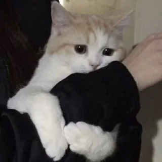 Sticker kotiki @trushka0_0 - 8