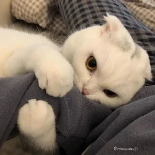 Sticker kotiki @trushka0_0 - 9