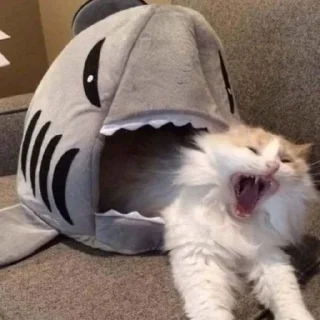 Sticker kotiki @trushka0_0 - 10