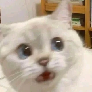 Sticker kotiki @trushka0_0 - 1