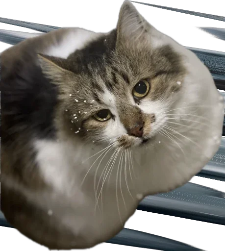 Sticker kotikandpesik - 1