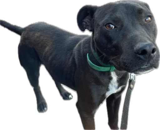 Sticker kotikandpesik - 1