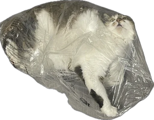 Sticker kotikandpesik - 1