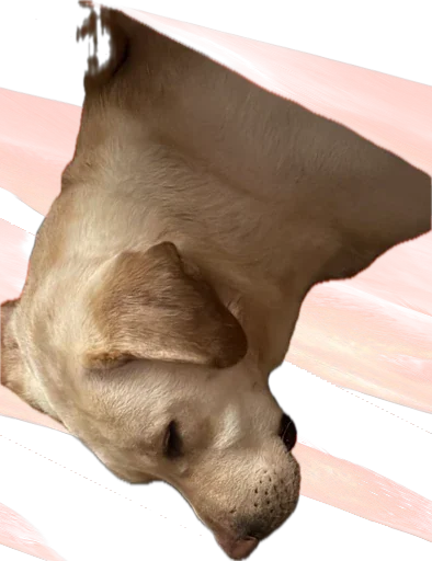 Стикер kotikandpesik - 1