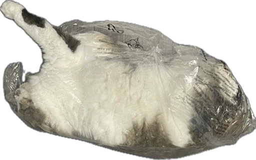 Sticker kotikandpesik - 1