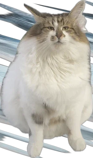 Sticker kotikandpesik - 1