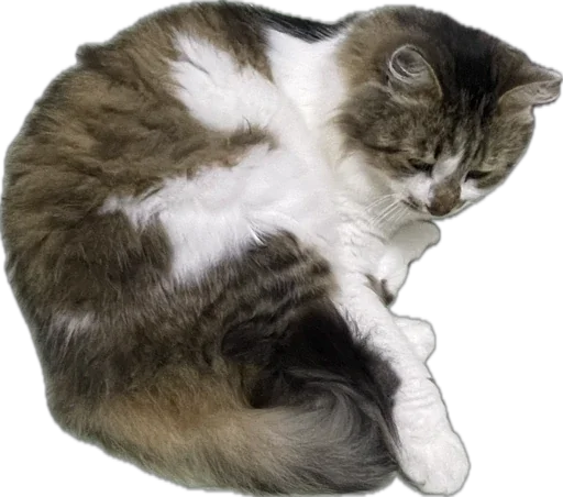 Sticker kotikandpesik - 1