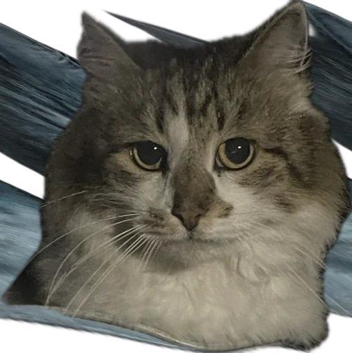 Sticker kotikandpesik - 1