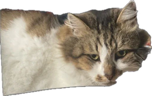 Sticker kotikandpesik - 1