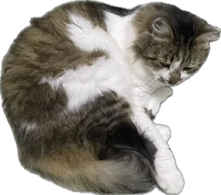 Стикер kotikiandpesiki - 3