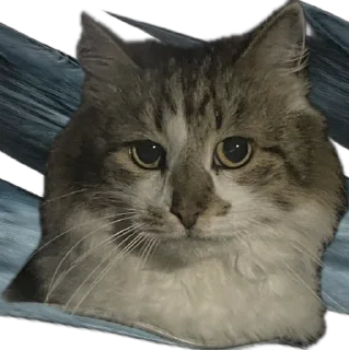 Стикер kotikiandpesiki - 2