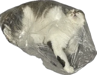 Стикер kotikiandpesiki - 8