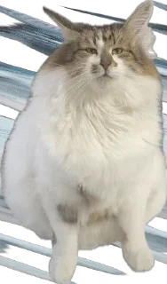 Стикер kotikiandpesiki - 4