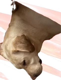 Стикер kotikiandpesiki - 6