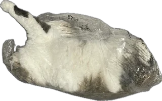 Стикер kotikiandpesiki - 5