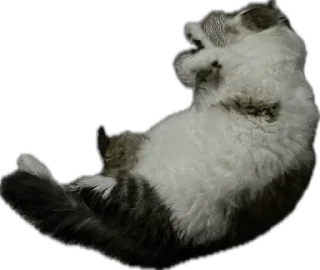 Стикер kotikiandpesiki - 11