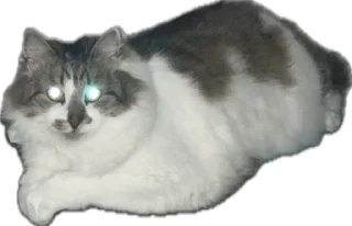 Стикер kotikiandpesiki - 7