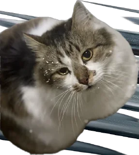 Стикер kotikiandpesiki - 10