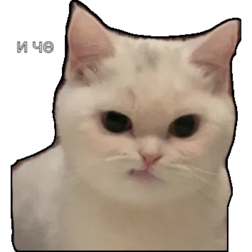 Sticker котики - 11