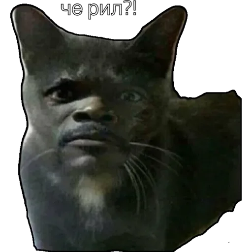 Sticker котики - 8