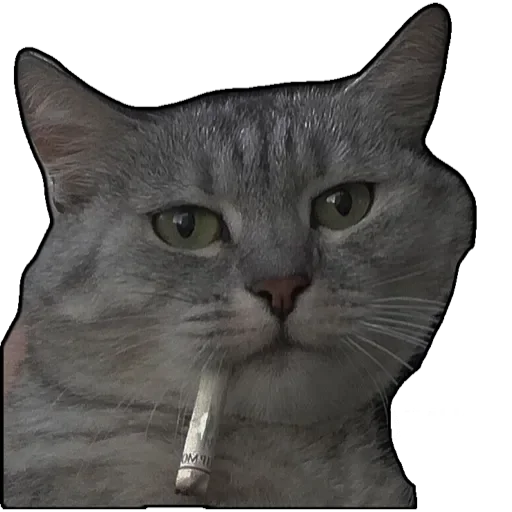 Sticker котики - 5