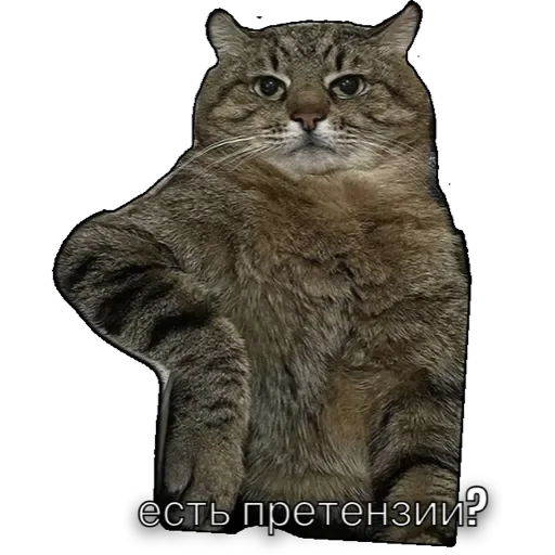 котики - 