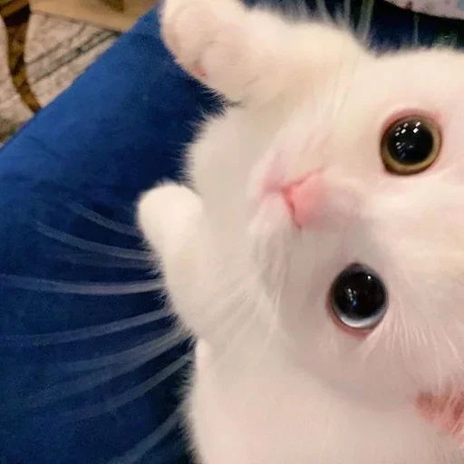 Стикер kotiki_WoS @stiker_packk - 2