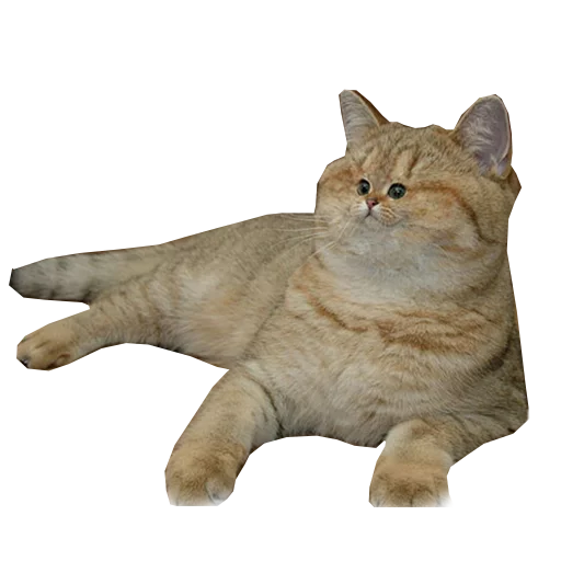 kotiki_huyotiki - животное