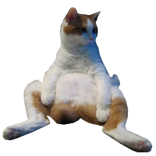 domestic cat animal mammal