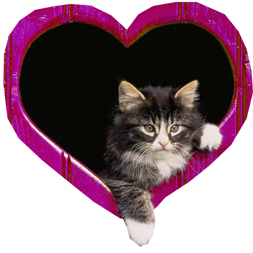 small to medium-sized cats felidae whiskers