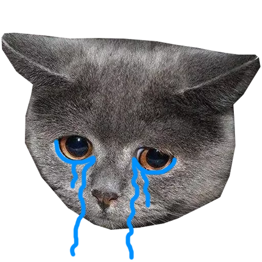 domestic cat cat animal