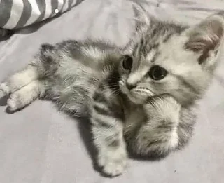 Sticker котики ⁺. ₊° . ⁺ . ₊ ° - 6