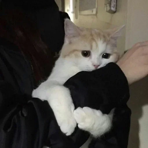 indoor small to medium-sized cats cat