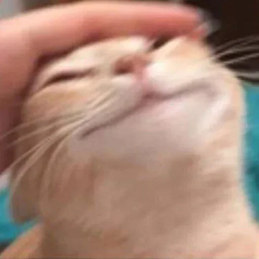 cat domestic cat small to medium-sized cats