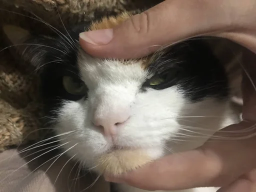 domestic cat whiskers small to medium-sized cats