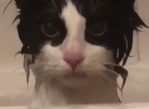 small to medium-sized cats felidae cat