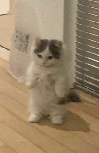 баджи тронешь моих котиков, я тебя трахну - 