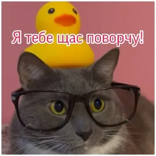 Стикер Kotiyнетий - 6