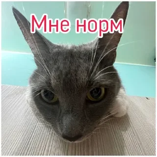 Стикер Kotiyнетий - 3