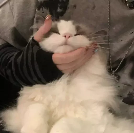 котики by @inooop <3 - 