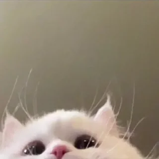 Sticker котики by @inooop <3 - 11