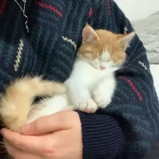 Sticker котики by @inooop <3 - 4