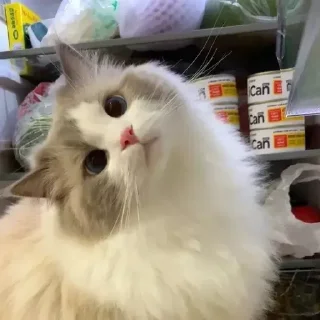 Sticker котики by @inooop <3 - 8