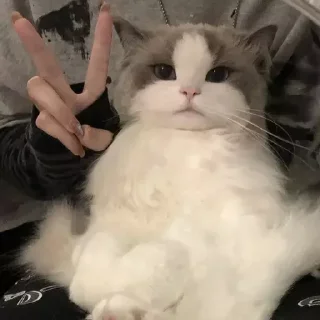 Sticker котики by @inooop <3 - 5