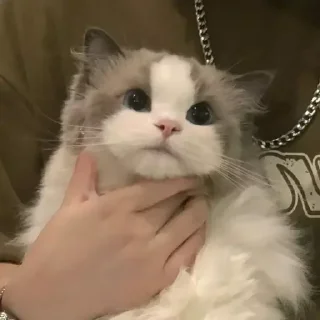 Sticker котики by @inooop <3 - 2