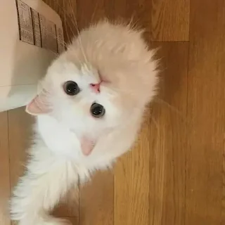 Sticker котики by @inooop <3 - 9