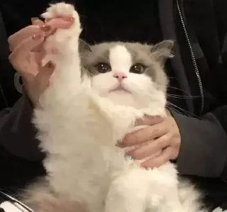 Sticker котики by @inooop <3 - 3