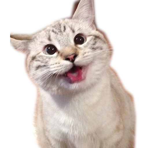 Котейчики - animal